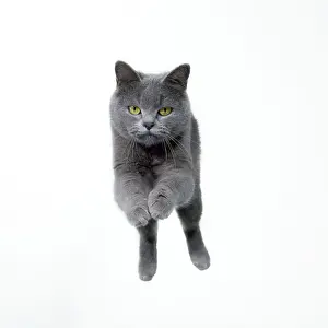 Pouncing: Cat - jumping, mid-air, head on