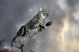 Societies: Cat jumping from a wall