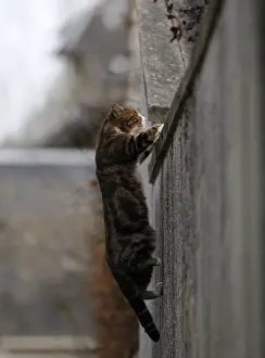 Jumped: Cat jumping over a wall to Yport