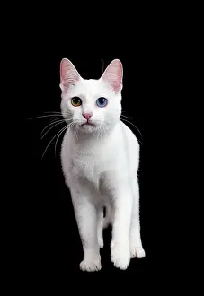 Khao: Cat Khao Manee