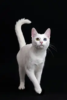 Cat Khao Manee