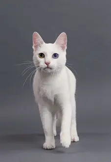 Khao: Cat Khao Manee