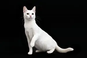 Khao: Cat Khao Manee