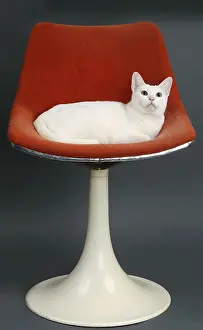 Comfortable: Cat Khao Manee