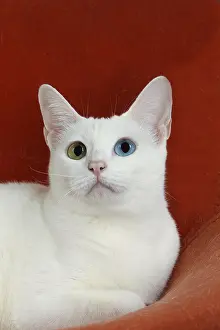 Khao: Cat Khao Manee