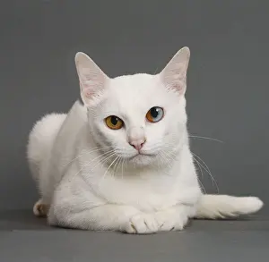 Khao: Cat Khao Manee