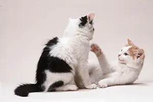 Playfighting: CAT - two kiitens playfighting