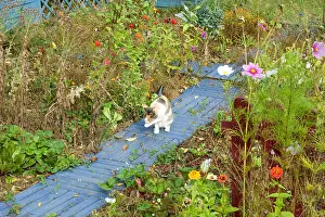 Cleaned: Cat in a kitchen garden in autumn