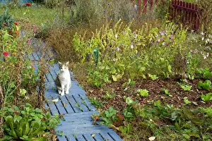 Potager: Cat in a kitchen garden in autumn