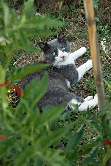 Ropes: Cat in a kitchen garden in Provence
