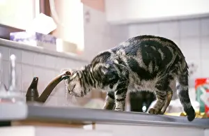 Unhygienic: Cat - in kitchen, on work surface drinking from tap