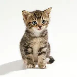 Worried: CAT - Kitten, 35 days old