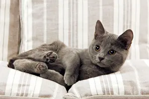 Sofas: Cat - Kitten