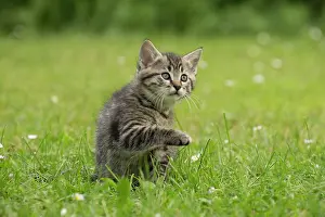 Cute Kittens By Jean-Michel Labat: Cat kitten