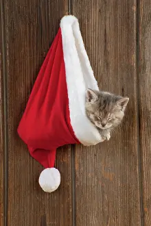 Stocking: CAT - Kitten (6 weeks) asleep in Christmas hat