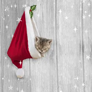 151119: CAT - Kitten (6 weeks) asleep in christmas hat