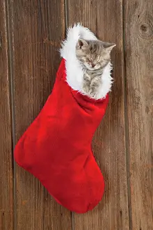 Stocking: CAT - Kitten (6 weeks) asleep in Christmas stocking