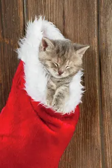 Stocking: CAT - Kitten (6 weeks) asleep in Christmas stocking