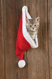 Hanging: CAT - Kitten (6 weeks) in Christmas hat
