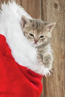Stocking: CAT - Kitten (6 weeks) in Christmas stocking