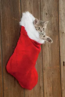 Stocking: CAT - Kitten (6 weeks) in Christmas stocking