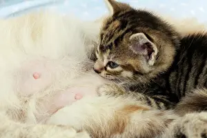 Teets: Cat. Kitten (6 weeks old) lying on mother cat on
