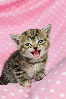 Miaowing: Cat. Kitten (6 weeks old) with mouth open on pink background