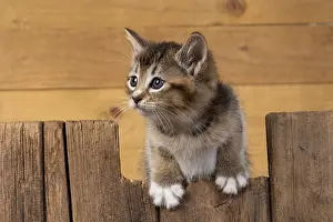 Leaning: CAT. kitten (6 wks old ) tabby, cross breed half Somali