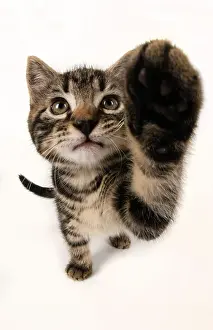 Selfie: CAT, kitten 7 weeks old, paw up to camera, selfie, studio, w