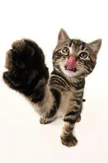 Selfie: CAT, kitten 7 weeks old, paw up to camera, selfie, studio, w