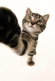 Selfie: CAT, kitten 7 weeks old, paw up to camera, selfie, studio, w