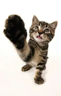 Lifting: CAT, kitten 7 weeks old, paw up to camera, selfie, studio, w