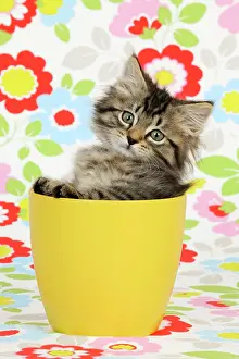 Pots: Cat. Kitten (7 weeks old) in plant pot