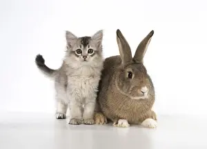 Agouti: CAT. kitten (7 weeksold ) with pet rabbit ( agouti