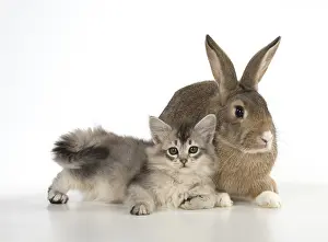 Agouti: CAT. kitten (7 weeksold ) with pet rabbit ( agouti