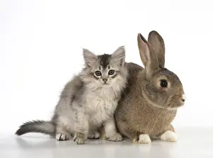 Agouti: CAT. kitten (7 weeksold ) with pet rabbit ( agouti