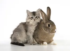Agouti: CAT. kitten (7 weeksold ) with pet rabbit ( agouti