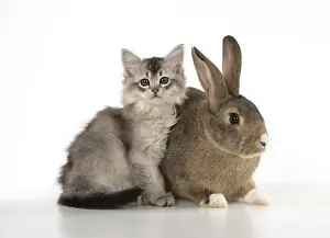 Agouti: CAT. kitten (7 weeksold ) with pet rabbit ( agouti