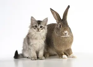 Agouti: CAT. kitten (7 weeksold ) with pet rabbit ( agouti