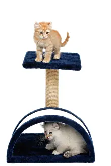 Scratch: Cat - two kitten on activity play centre / scratch post