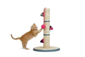 Clawing: Cat - kitten on activity play centre / scratch post