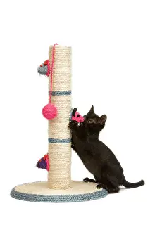 Clawing: Cat - kitten on activity play centre / scratch post