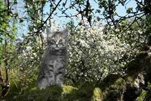 060520: CAT. Kitten up an apple tree with blossom