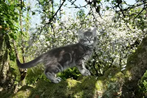 060520: CAT. Kitten up an apple tree with blossom