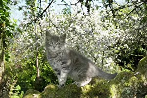 060520: CAT. Kitten up an apple tree with blossom
