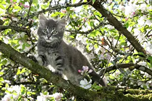 060520: CAT. Kitten up an apple tree with blossom
