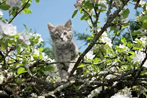 060520: CAT. Kitten up an apple tree with blossom