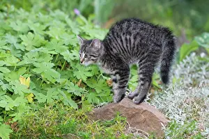 Arching: Cat - kitten arching its back - outdoors