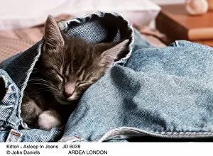 Jeans: CAT - Kitten asleep in jeans