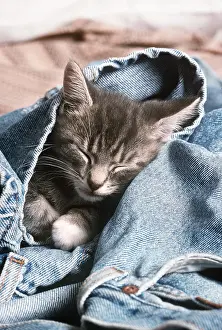 Asleep: CAT - kitten asleep in jeans